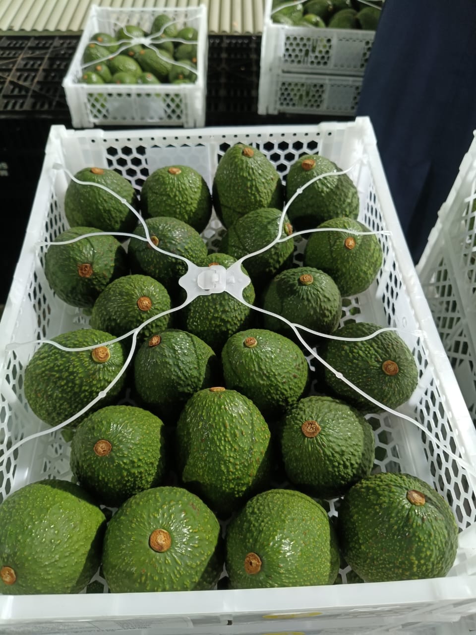 Avocado Crate 3