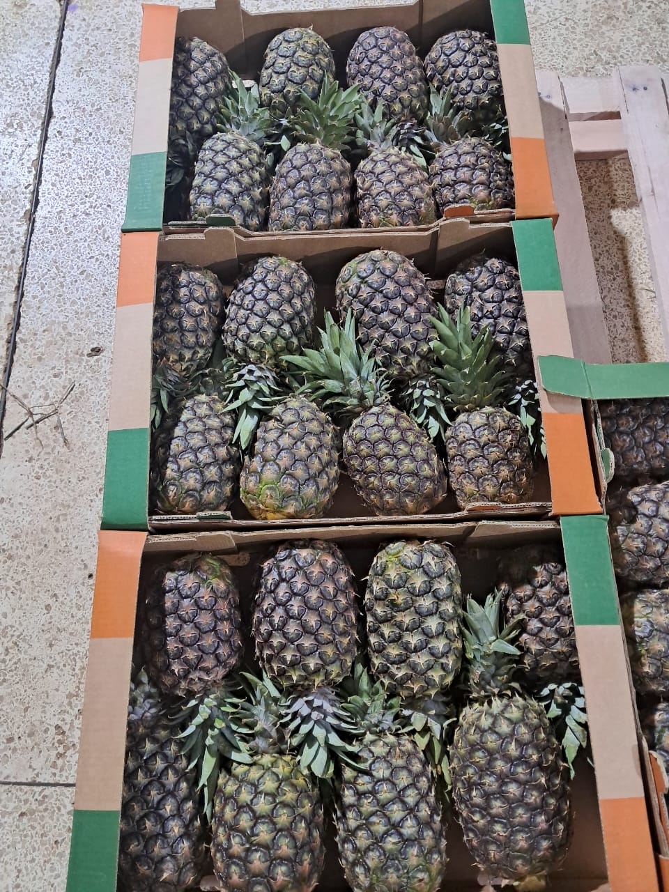 Pineapple Variety 1