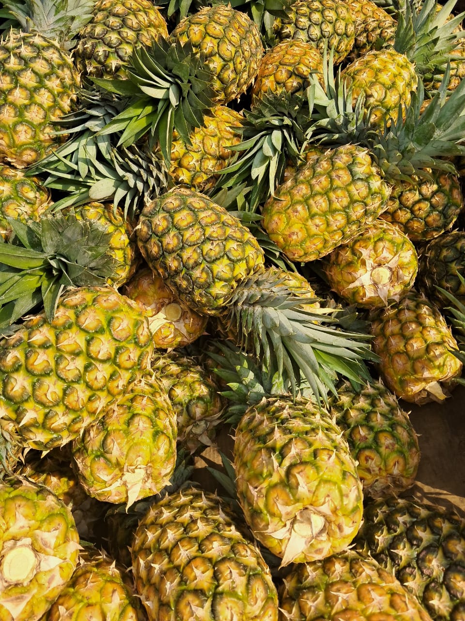Pineapple Variety 2