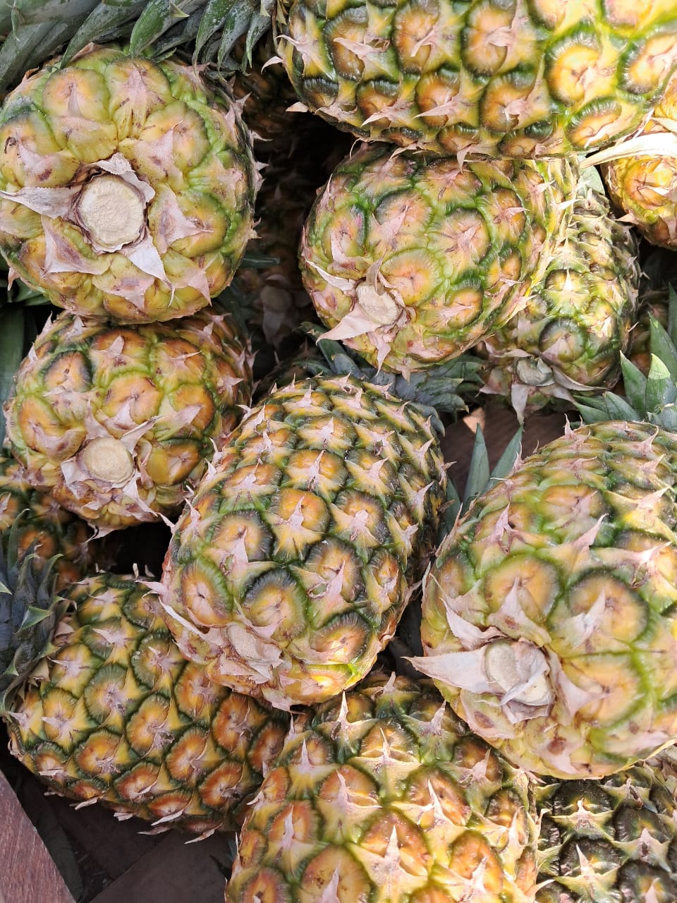 Pineapple Variety 3